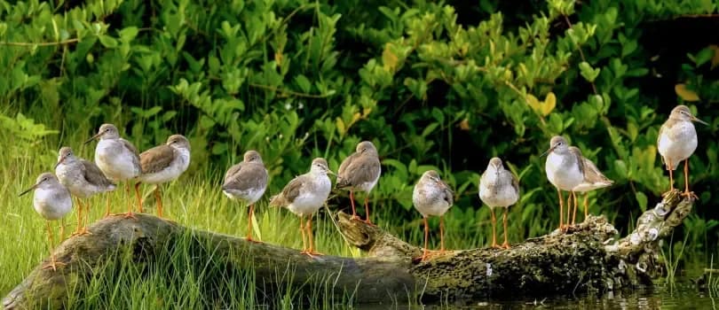 Kadalundi Bird Sanctuary