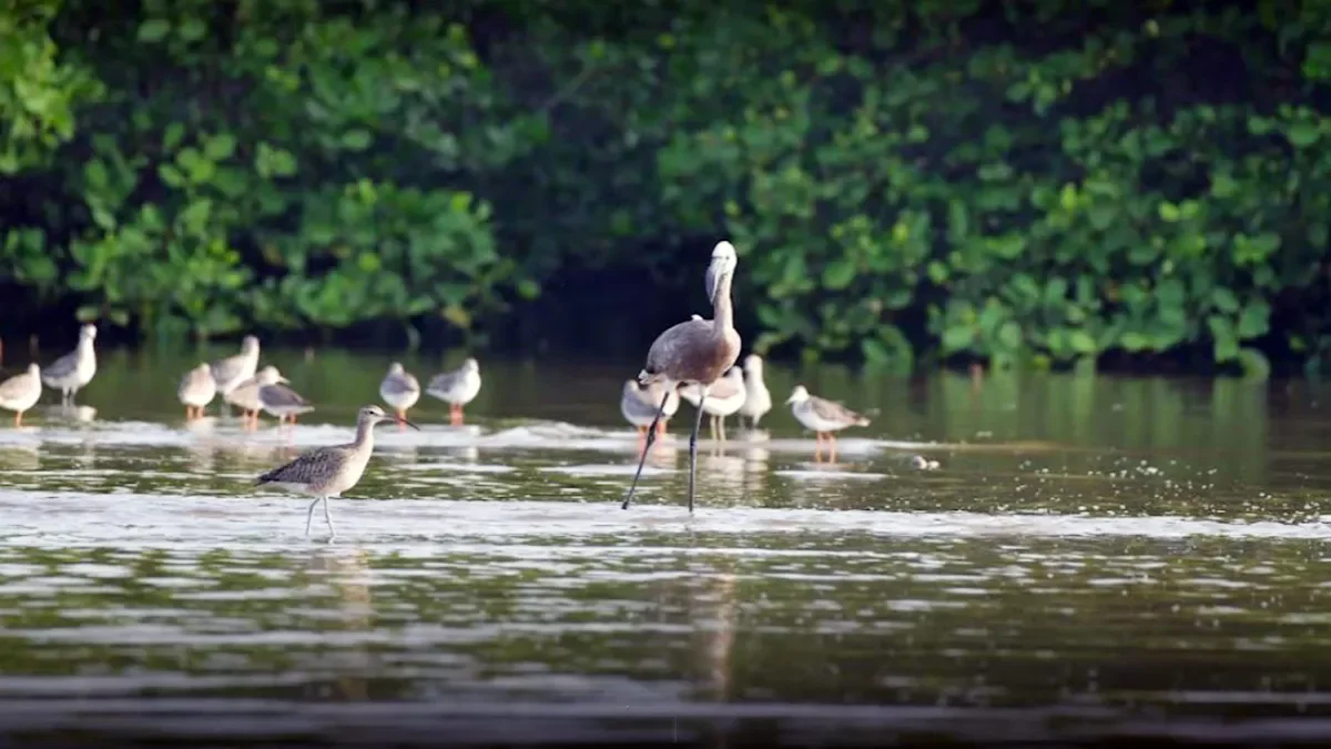 Kadalundi Bird Sanctuary