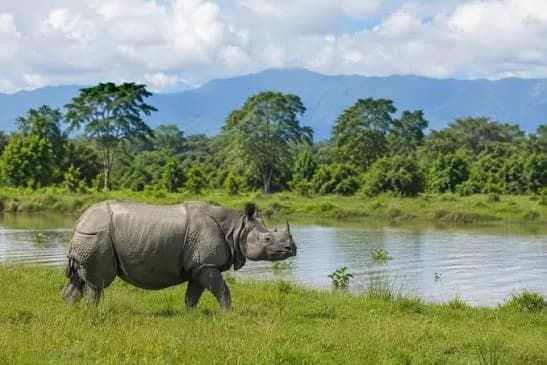 Kaziranga National Park and Brahmaputra Floodplain