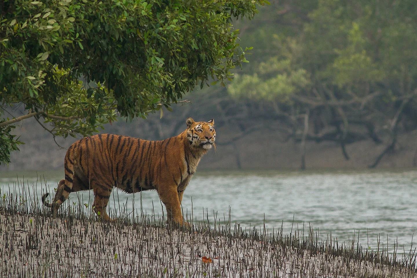 Sundarbans Mangrove Delta